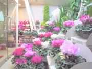 秋田県北秋田市の花屋　長崎花屋